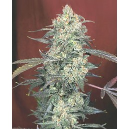 Auto AK47 - Biogenetic