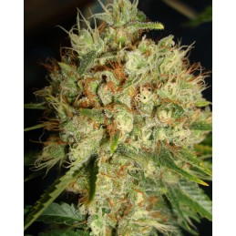 Big Bud Auto - Biogenetic