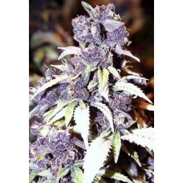 Blueberry Auto - Biogenetic