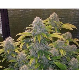 Bruce Banner Auto - Biogenetic