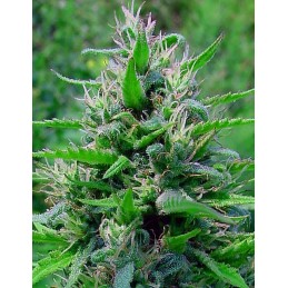 Bubblegum Auto - Biogenetic