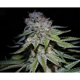 Chocolope Auto - Biogenetic