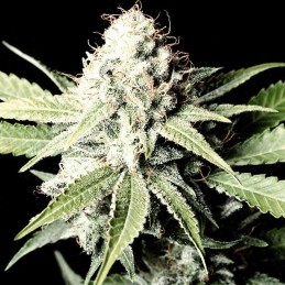 Great White Shark Auto -...