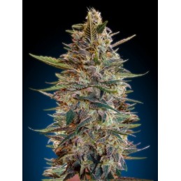 Jack Diesel Auto - Biogenetic