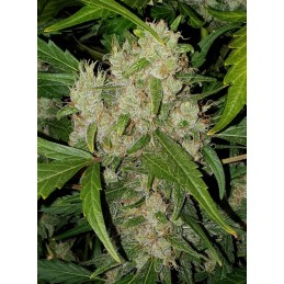 Pineapple Express Auto -...