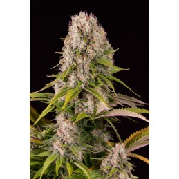 Sour Diesel Auto - Biogenetic