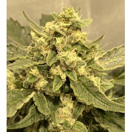 Tangie Auto - Biogenetic