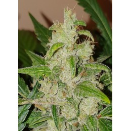 West Coast O.G Auto -...