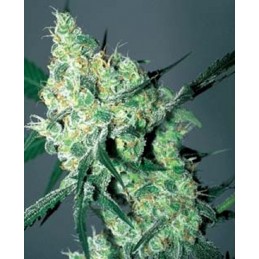 White Russian Auto -...