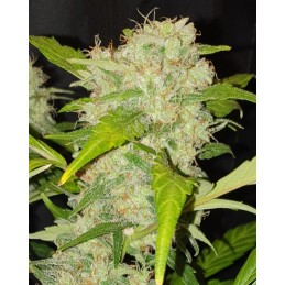 Zkittlez Auto - Biogenetic