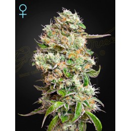 King's Kush Auto CBD -...