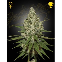 Super Lemon Haze - Green...