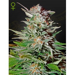 Super Lemon Haze Auto -...