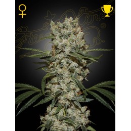 Super Silver Haze - Green...