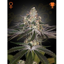 White Widow - Green House...