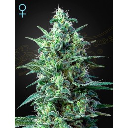 White Widow Auto CBD -...