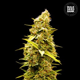 Banana Monkey - Bulk Seed Bank