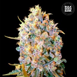 Bigger Bud - Bulk Seed Bank