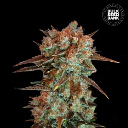 Caramel King - Bulk Seed Bank