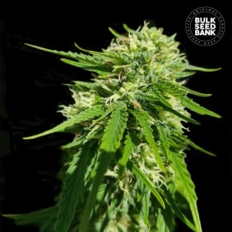 CBD Good Wild Shark - Bulk...