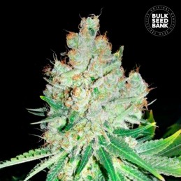 Cheese - Bulk Seed Bank