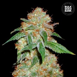 Dark Domina - Bulk Seed Bank