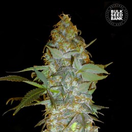 Euforia Special - Bulk Seed...