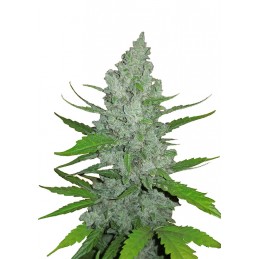 Original Auto Sour Diesel -...