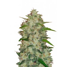 Original Chemdawg Auto -...