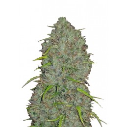 Original Jack Herer Auto -...