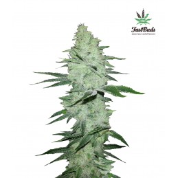 Six Shooter Auto - FastBuds