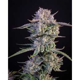 Strawberry Gorilla Auto -...