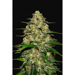 Wedding Cheesecake Auto -...