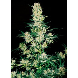 AK-49 - Vision Seeds