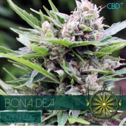 Bona Dea CBD + - Vision Seeds