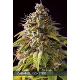 Caramel Monster - Vision Seeds