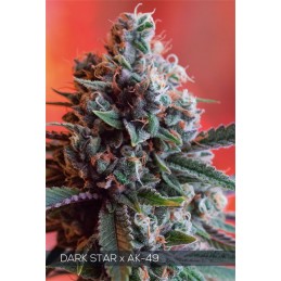 Dark Star x AK-49 - Vision...