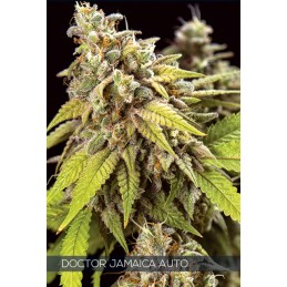 Doctor Jamaica Auto -...