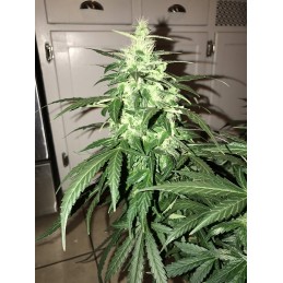 Lowryder Auto - Vision Seeds