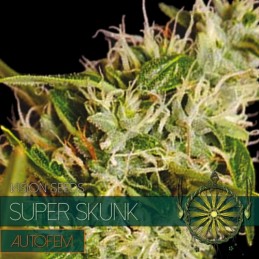 Super Skunk Auto - Vision...