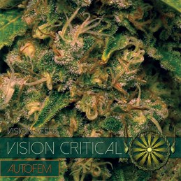 Vision Critical Auto -...