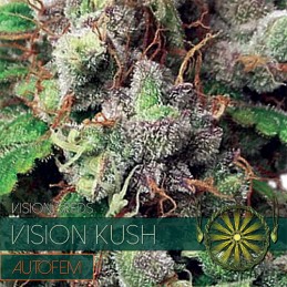 Vision Kush Auto - Vision...