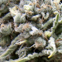 Auto White Widow CBD -...