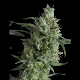 Super OG Kush - Pyramid Seeds