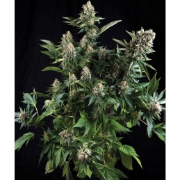 White Widow - Pyramid Seeds