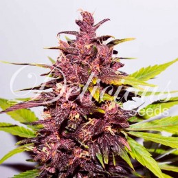 Auto Dark Purple -...