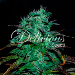 Chocobang - Delicious Seeds