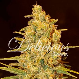 Critical Sensi Star -...