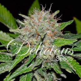 Deep Mandarine CBD -...