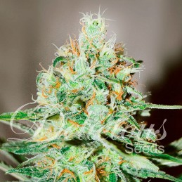 Jägg Kush - Delicious Seeds